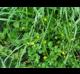 Ranunculus sardous