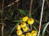 Aronia arbutifolia