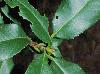 Photinia serratifolia