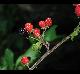Rubus argutus