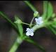 Oldenlandia corymbosa