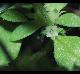 Oldenlandia uniflora