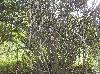 Poncirus trifoliata