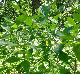Ptelea trifoliata