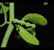 Phoradendron tomentosum