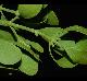 Phoradendron tomentosum