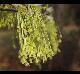 Acer floridanum