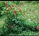 Aesculus pavia