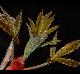 Aesculus pavia