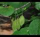 Halesia diptera