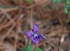 Viola triloba