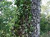 Cissus trifoliata