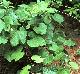 Vitis aestivalis-Var-lincecumii