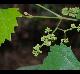 Vitis rotundifolia