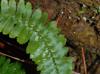 Asplenium platyneuron