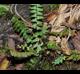 Asplenium platyneuron