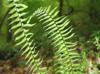 Asplenium platyneuron