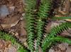 Asplenium platyneuron