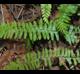 Asplenium platyneuron