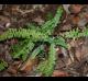 Asplenium platyneuron