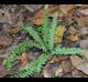 Asplenium platyneuron