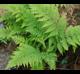 Athyrium filix-femina