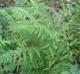 Athyrium filix-femina