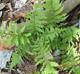 Athyrium filix-femina