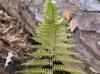 Athyrium filix-femina