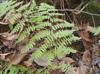 Athyrium filix-femina