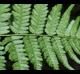 Athyrium filix-femina