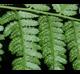 Athyrium filix-femina