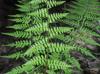 Athyrium filix-femina