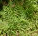 Athyrium filix-femina