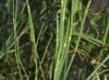 Equisetum hyemale