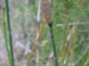 Equisetum hyemale