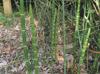 Equisetum hyemale