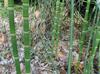 Equisetum hyemale