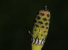 Equisetum hyemale