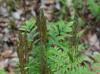 Osmunda regalis