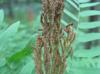 Osmunda regalis