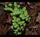 Adiantum capillus-veneris
