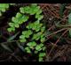 Adiantum capillus-veneris