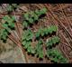 Adiantum capillus-veneris
