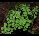 Adiantum capillus-veneris