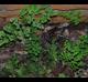 Adiantum capillus-veneris