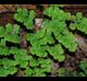 Adiantum capillus-veneris