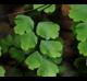 Adiantum capillus-veneris