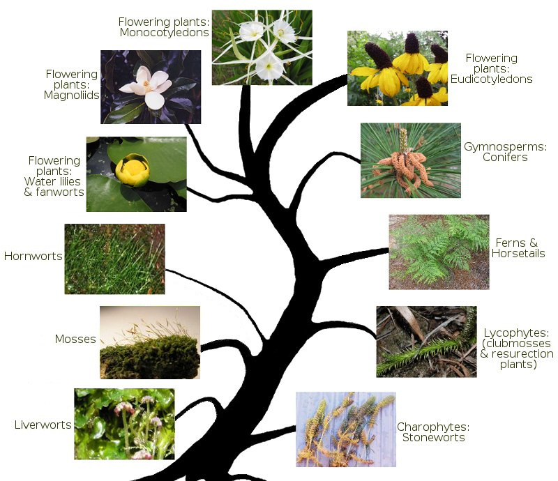 phylgenetic tree of the plant kingdom
