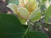 Liriodendron tulipifera